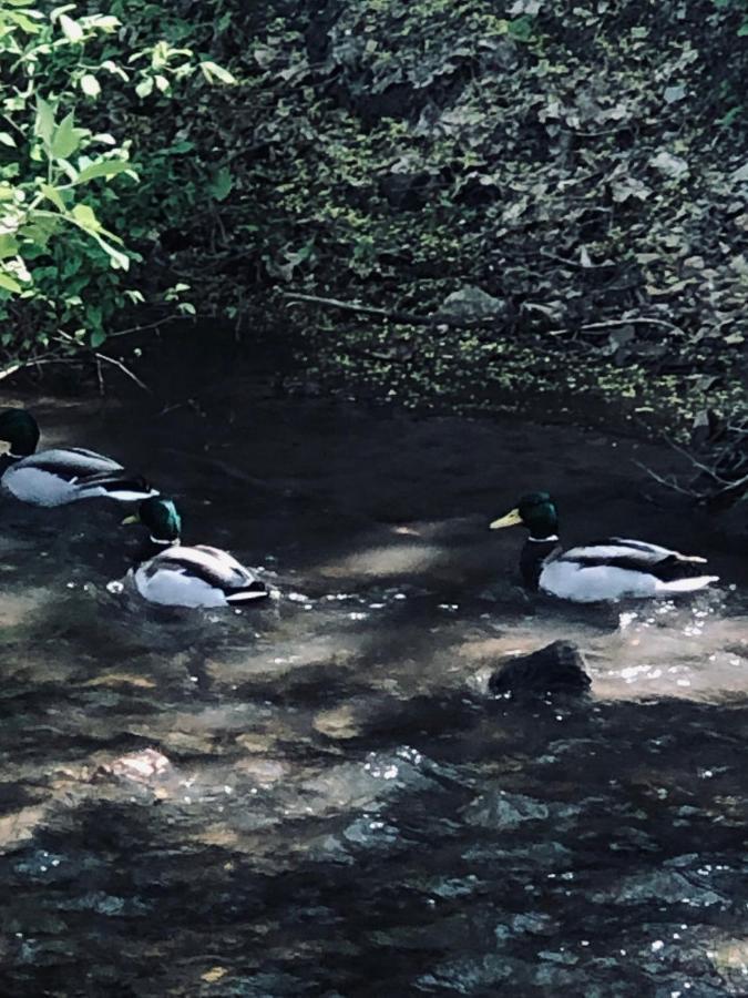 Domek Caloroczny Na Wylacznosc Niebieska Osada Nad Gorskim Potokiem Stary Waliszow Dış mekan fotoğraf