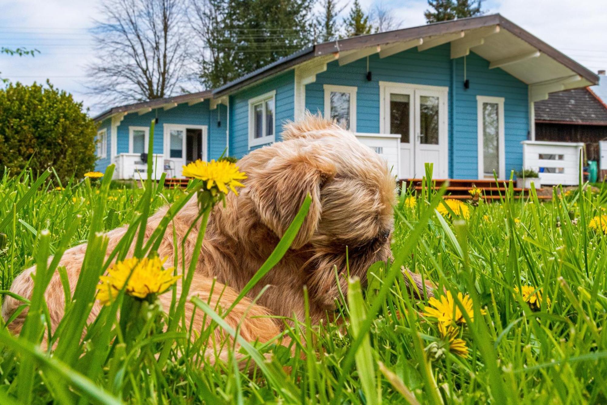 Domek Caloroczny Na Wylacznosc Niebieska Osada Nad Gorskim Potokiem Stary Waliszow Dış mekan fotoğraf