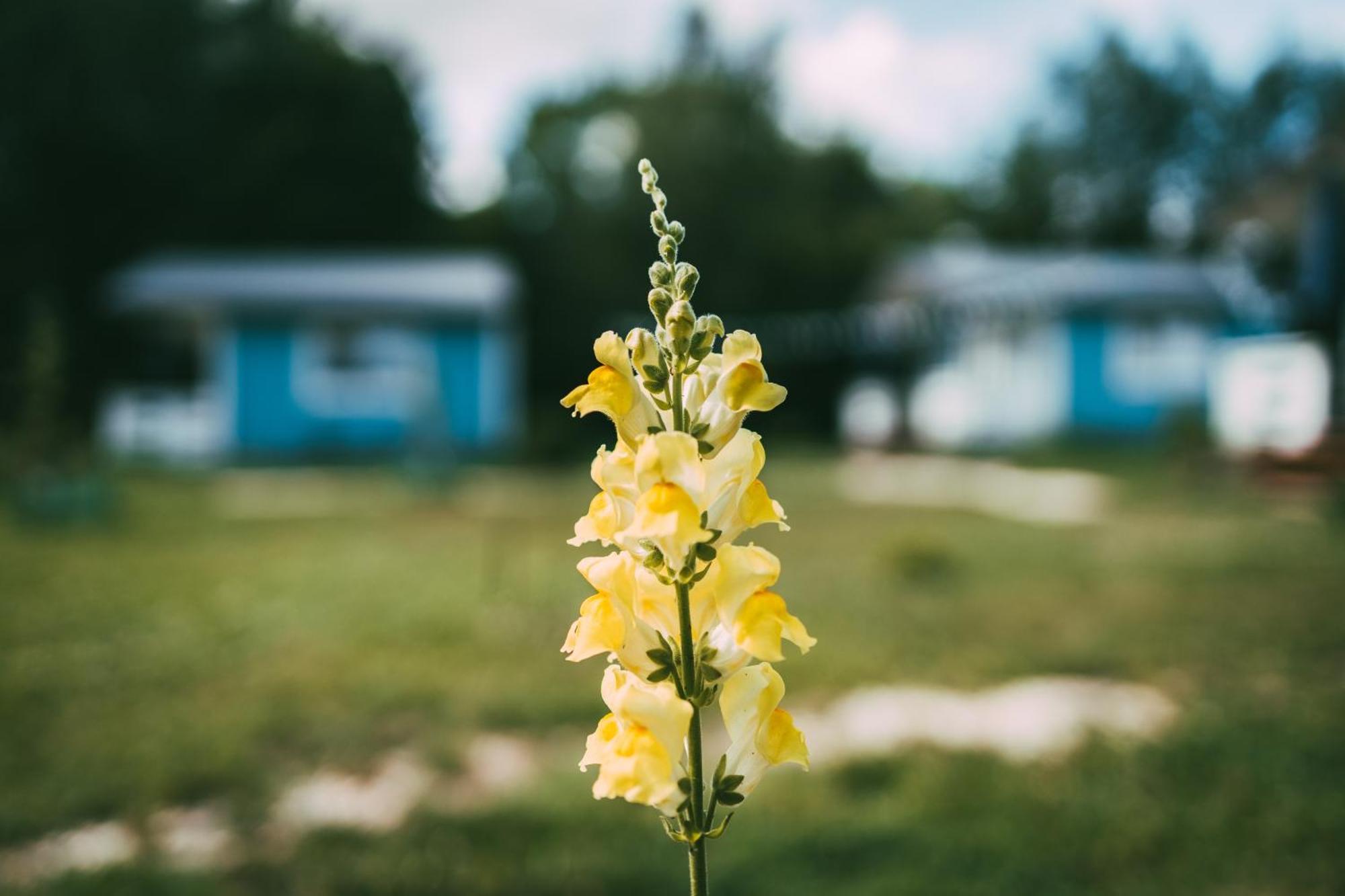 Domek Caloroczny Na Wylacznosc Niebieska Osada Nad Gorskim Potokiem Stary Waliszow Dış mekan fotoğraf