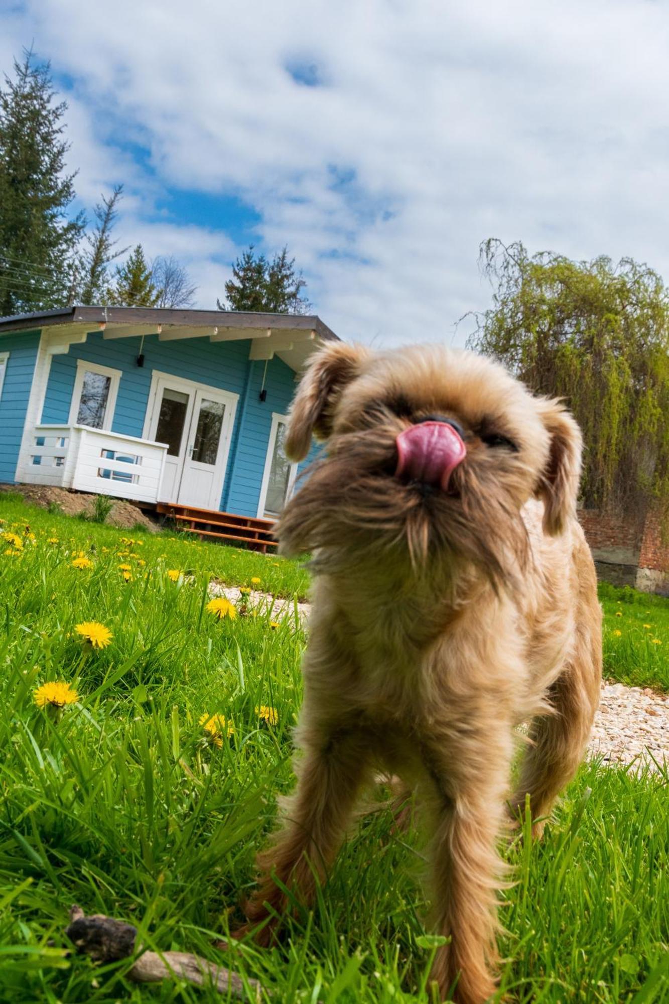Domek Caloroczny Na Wylacznosc Niebieska Osada Nad Gorskim Potokiem Stary Waliszow Dış mekan fotoğraf